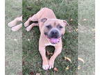 American Pit Bull Terrier DOG FOR ADOPTION RGADN-1348904 - Bodie - Pit Bull