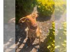Doberman Pinscher Mix DOG FOR ADOPTION RGADN-1348911 - *LU LU - Doberman