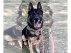 German Shepherd Dog Mix DOG FOR ADOPTION RGADN-1348913 - *CARMEL CORN - German