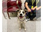Catahoula Leopard Dog Mix DOG FOR ADOPTION RGADN-1348923 - MAKAYLA - Catahoula