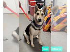 Huskies Mix DOG FOR ADOPTION RGADN-1348948 - Max - Husky / Mixed Dog For