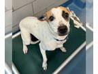 American Foxhound-Jack Russell Terrier Mix DOG FOR ADOPTION RGADN-1348966 -