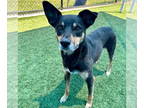 Miniature Pinscher Mix DOG FOR ADOPTION RGADN-1348969 - Rosa - Shepherd /