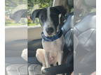 Pointer Mix DOG FOR ADOPTION RGADN-1348971 - Bunches - Hound / English Pointer /