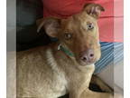 Labralas DOG FOR ADOPTION RGADN-1348972 - Enzo - Vizsla / Labrador Retriever /