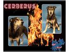 Huskies Mix DOG FOR ADOPTION RGADN-1348989 - CERBERUS - Husky / Mixed (medium