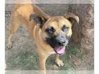 Black Mouth Cur Mix DOG FOR ADOPTION RGADN-1348994 - MEINNA - Black Mouth Cur /