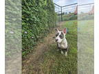 American Pit Bull Terrier Mix DOG FOR ADOPTION RGADN-1349004 - Titan - Pit Bull