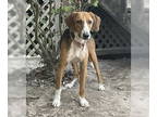 Treeing Walker Coonhound DOG FOR ADOPTION RGADN-1349012 - Shirley - Treeing