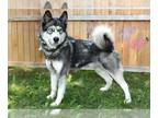 Siberian Husky DOG FOR ADOPTION RGADN-1349017 - BILLY - Siberian Husky (medium