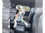 Whippet Mix DOG FOR ADOPTION RGADN-1349021 - HICKSON - Terrier / Whippet / Mixed