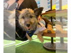Cairn Terrier-Norfolk Terrier Mix DOG FOR ADOPTION RGADN-1349036 - Ewok - Cairn