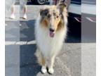 Collie DOG FOR ADOPTION RGADN-1349051 - Fini - Collie / Sheep Dog Dog For