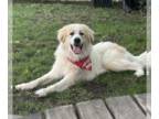 Great Pyrenees Mix DOG FOR ADOPTION RGADN-1349052 - Pete - Great Pyrenees /