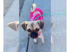 Pug Mix DOG FOR ADOPTION RGADN-1349056 - Fiona - Pug / Mixed (short coat) Dog