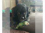 Shih Tzu-Spaniel Mix DOG FOR ADOPTION RGADN-1349065 - Tuxey - Spaniel / Shih Tzu