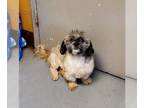 Lhasa Apso Mix DOG FOR ADOPTION RGADN-1349070 - Doppler - Lhasa Apso / Mixed