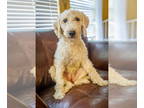 Goldendoodle (Miniature) DOG FOR ADOPTION RGADN-1349088 - Shiloh 1301 - Golden