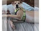 Labrador Retriever Mix DOG FOR ADOPTION RGADN-1349089 - Peach - Labrador