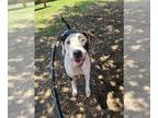 American Pit Bull Terrier-Great Dane Mix DOG FOR ADOPTION RGADN-1349121 - CHULO