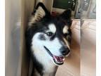 Siberian Husky DOG FOR ADOPTION RGADN-1349126 - Ember - Siberian Husky / Husky