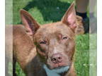 Border Collie-Chocolate Labrador retriever Mix DOG FOR ADOPTION RGADN-1349132 -