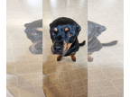 Rottweiler DOG FOR ADOPTION RGADN-1349152 - ATHENA (COURTESY POST) - Rottweiler