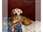 Dachshund DOG FOR ADOPTION RGADN-1349161 - Mouse - Dachshund Dog For Adoption