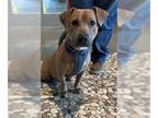 Basset Hound-Labrador Retriever Mix DOG FOR ADOPTION RGADN-1349170 - ZICO -