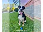 Huskies Mix DOG FOR ADOPTION RGADN-1349196 - SMAUG - Husky / Mixed (medium coat)