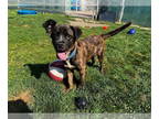 Retriever Mix DOG FOR ADOPTION RGADN-1349224 - Bob - Shepherd / Retriever /