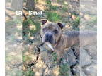 American Pit Bull Terrier Mix DOG FOR ADOPTION RGADN-1349227 - Spud - Pit Bull