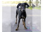 Catahoula Leopard Dog-Doberman Pinscher Mix DOG FOR ADOPTION RGADN-1349238 - Kai