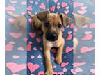 Black Mouth Cur Mix DOG FOR ADOPTION RGADN-1349244 - Madeline - Terrier / Black