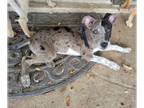 Catahoula Leopard Dog Mix DOG FOR ADOPTION RGADN-1349261 - Hudson (Grimes