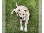American Pit Bull Terrier-Huskies Mix DOG FOR ADOPTION RGADN-1349272 - Ruger -