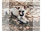 American French Bull Terrier DOG FOR ADOPTION RGADN-1349277 - Thor - French