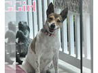 Rat Terrier Mix DOG FOR ADOPTION RGADN-1349280 - Maddie - Rat Terrier / Mixed