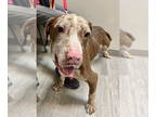 American Pit Bull Terrier-Coonhound Mix DOG FOR ADOPTION RGADN-1349288 - Jasper