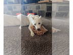 Australian Shepherd-Huskies Mix DOG FOR ADOPTION RGADN-1349292 - Pearl - Husky /