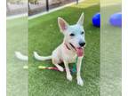 German Shepherd Dog Mix DOG FOR ADOPTION RGADN-1349305 - MARIPOSA - German