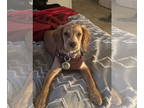Cocker Spaniel DOG FOR ADOPTION RGADN-1349307 - COURTESY POST: Lady Elena -