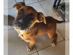 Boxer Mix DOG FOR ADOPTION RGADN-1349314 - Silvermist - Shepherd / Boxer / Mixed