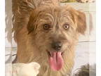 Border Terrier-Irish Terrier Mix DOG FOR ADOPTION RGADN-1349324 - Brewster -