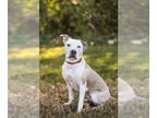 American Staffordshire Terrier Mix DOG FOR ADOPTION RGADN-1349330 - Krypto -