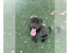 Labrador Retriever DOG FOR ADOPTION RGADN-1349342 - RALPH - Labrador Retriever