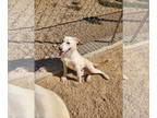 Retriever Mix DOG FOR ADOPTION RGADN-1349346 - Odie - Retriever / Mixed (short