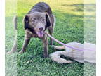 Chocolate Labrador retriever Mix DOG FOR ADOPTION RGADN-1349347 - Evi -