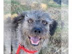 Border Terrier Mix DOG FOR ADOPTION RGADN-1349349 - Benji - Border Terrier /
