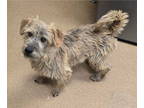 Cairn Terrier Mix DOG FOR ADOPTION RGADN-1349350 - Bentley - Cairn Terrier /